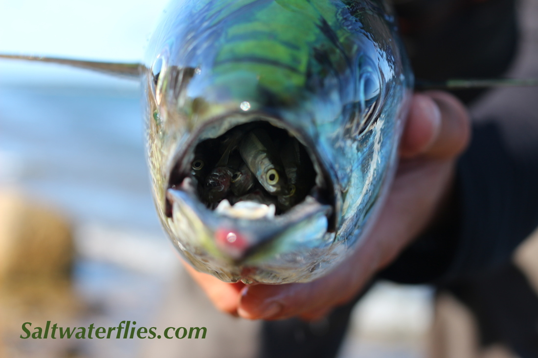 Albie Eats Silversides!