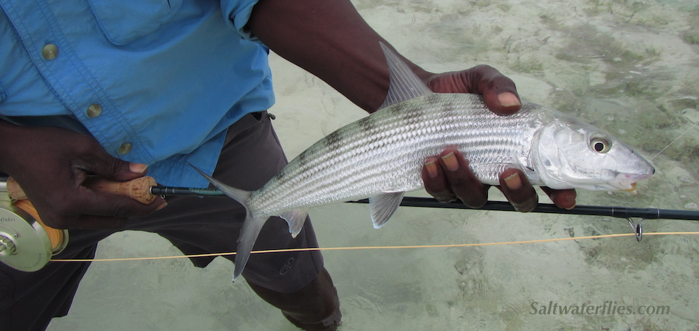 Salt water flies and George's Jigs - CUSTOM-TIED FLIES AND GUIDE SERVICE