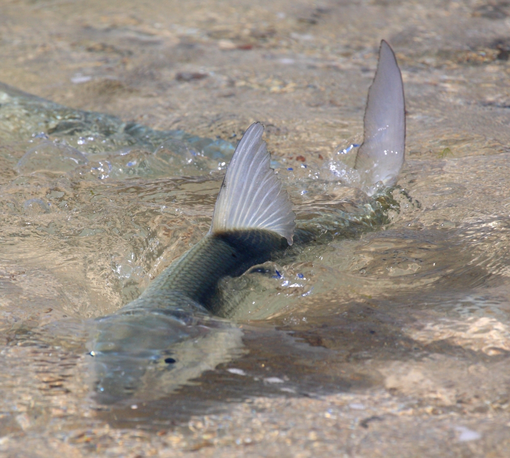 Bonefish!