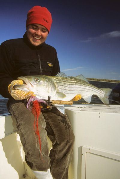 John Rapone with a beautiful striper taken on a squid fly