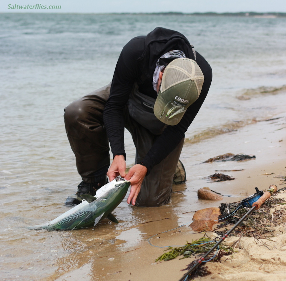 False Albacore from the Beach