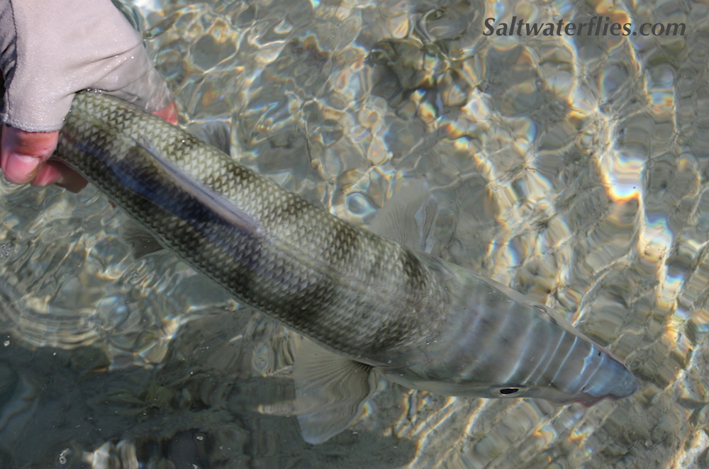 Bonefish on Mantis Shrimp Fly