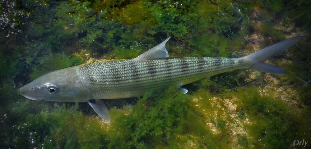 Bonefish by Orlando