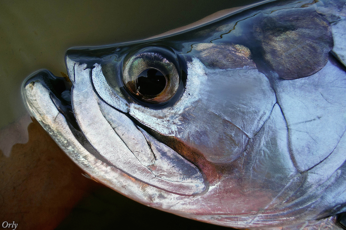 Tarpon on Fly