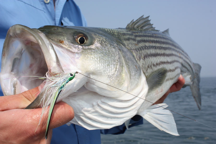 A beautiful striped bass on the fly