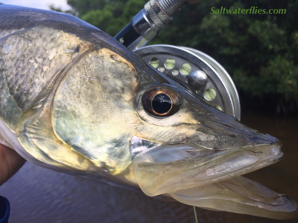 Snook Magic!