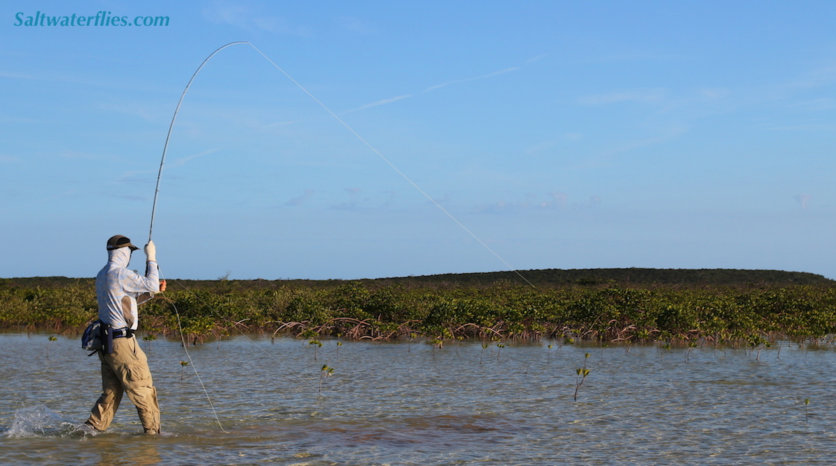 Bonefish by Orlando