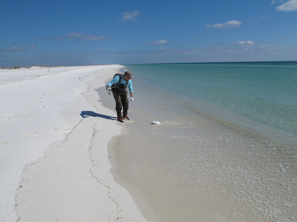SALTWATER FLY FISHING PHOTOGRAPHS - PENSACOLA DREAMIN' 2011